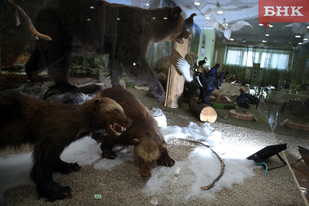 Власти Коми придумали, как бороться с волками и медведями