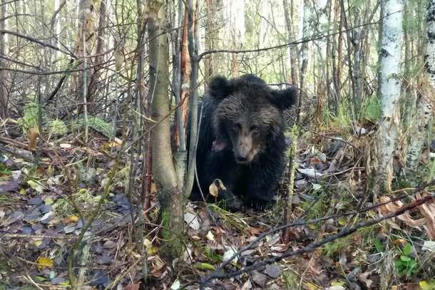 В Ухте охотники сорвали «спецоперацию» по спасению раненого медвежонка 