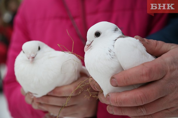 В небо Сыктывкара выпустили белых голубей в память о погибших на дорогах детях