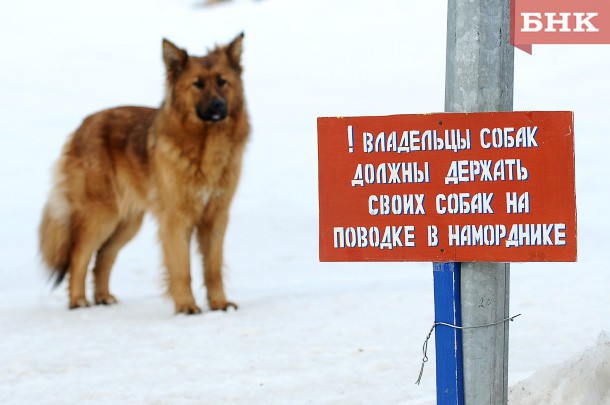 В Усть-Куломе после нападения на детей начнут отлов собак