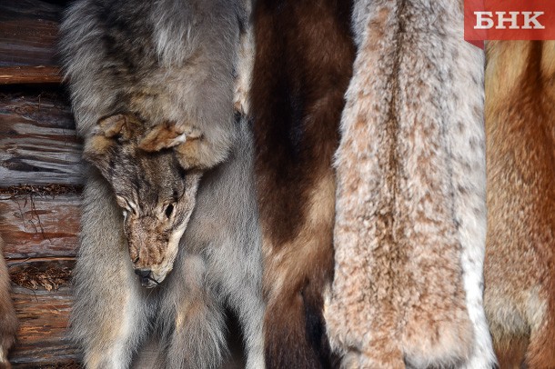 В Коми утвердили размер премии за убитого волка или медведя