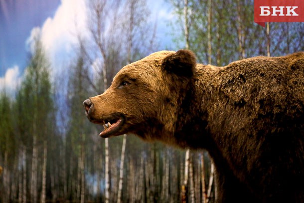 В Ухте застрелят разбуженного лесорубами медведя