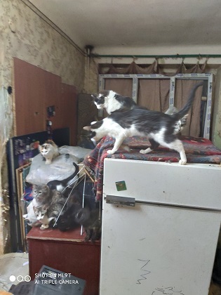 В Воркуте из нежилой квартиры не могут вызволить голодных кошек