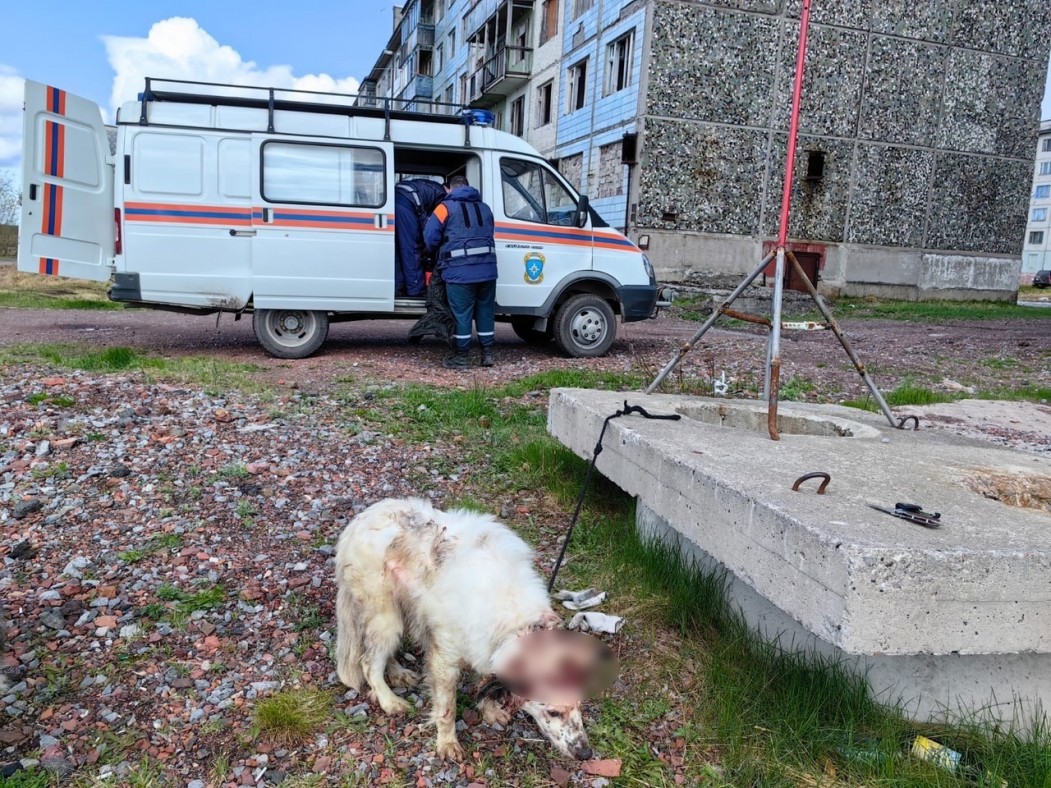 В Воргашоре спасли упавшую в канализацию собаку