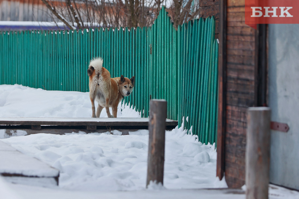 Администрация Сосногорского района выплатит 200 тысяч рублей за нападение собак на ребенка-инвалида