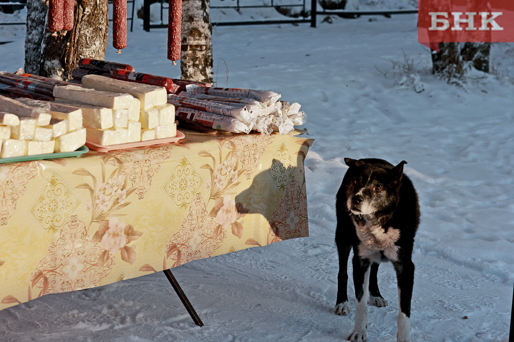 Муниципалитеты Коми получат более 31 миллиона рублей на отлов бездомных собак