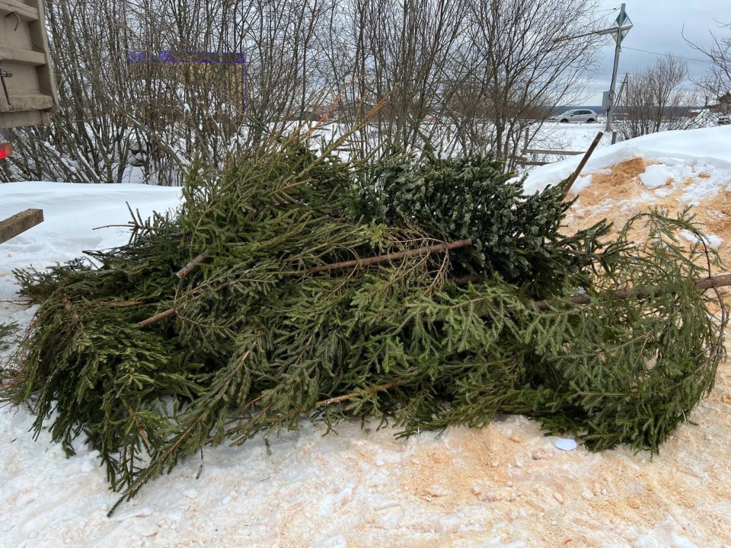 Региональный оператор Севера завершил акцию с новогодними елками в Республике Коми 