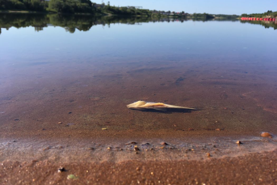 Мэрию Сыктывкара обязали найти источники загрязнения озера Выльты