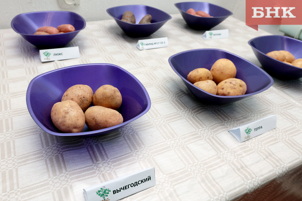 Какие сорта картофеля предпочитают выращивать аграрии Коми