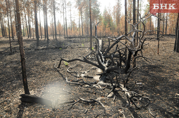В Коми стало больше поселков, которым угрожают лесные пожары