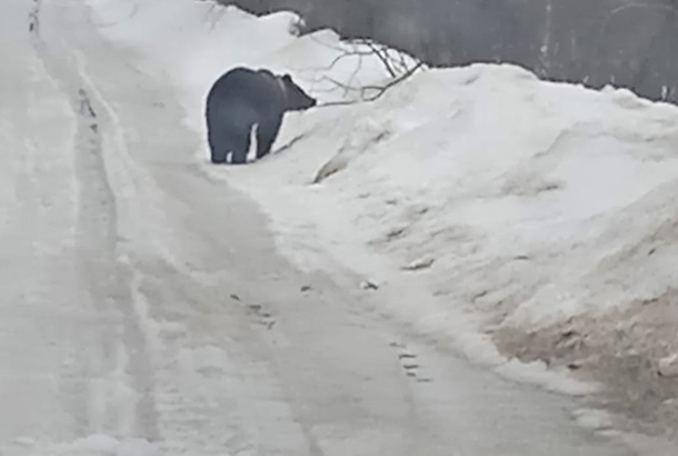 Под Ухтой и Сосногорском медведи бродят у дорог