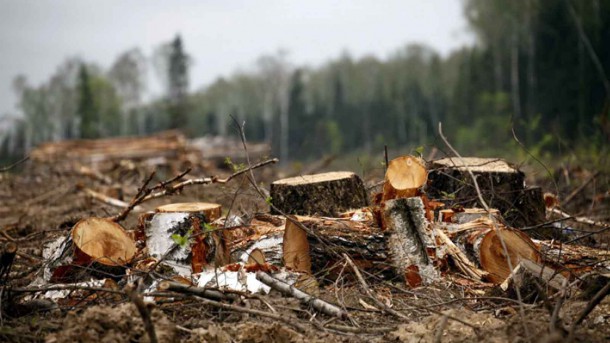 Сосногорский бизнесмен обвиняется в незаконной рубке леса в особо крупном размере