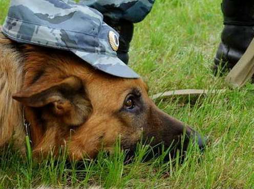 Собака-полицейский привела оперативников Сосногорска к лесному тайнику 