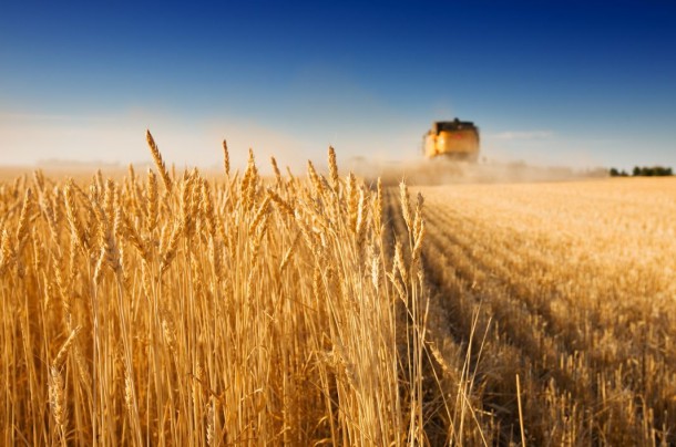 Урожай зерновых в России в 2016 году будет не менее 110 млн тонн – минсельхоз России