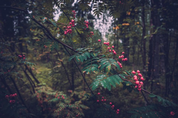 Заблудившаяся в лесу  72-летняя жительница Прилузья неделю прожила на ягодах