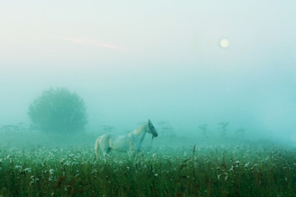 Белая лошадь в тумане принесла фотографу 60 тысяч рублей