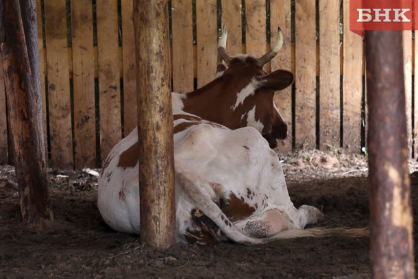 Ветеринарная служба Коми возьмет содержание крупного рогатого скота под особый контроль