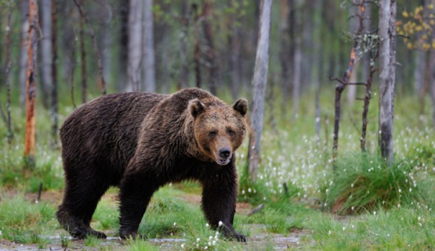 В Усть-Цилемском районе вновь активизировались медведи