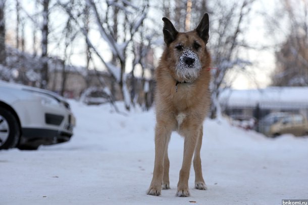 Каждая безнадзорная собака обходится бюджету столицы Коми в пять тысяч рублей 