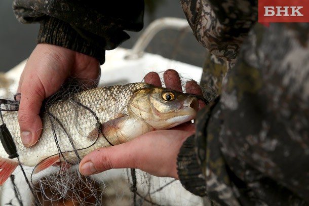 Ихтиолог Александр Захаров: «Лососеобразных в водоемах Коми вскоре заменит непромысловая рыба»