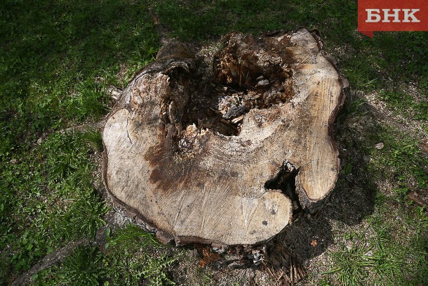 В печорском парке Победы больше не будут вырубать деревья ради благоустройства